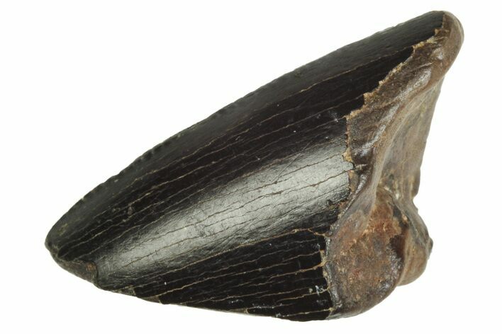 Partial Serrated Tyrannosaur Tooth - Judith River Formation #231257